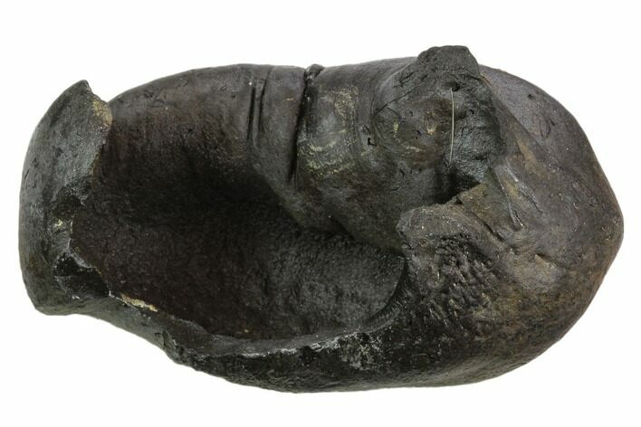 Large, Fossil Whale Ear Bone - Miocene #130246